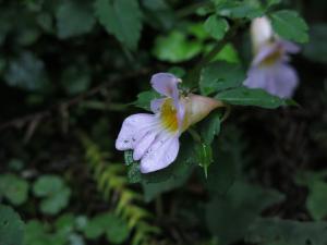 紫花鳳仙花