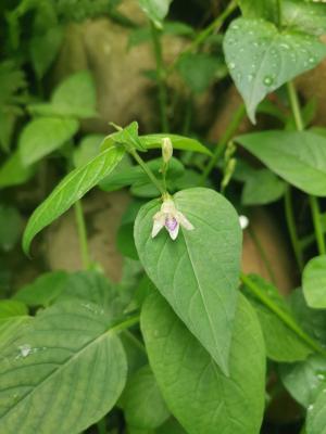 小花寬葉馬偕花