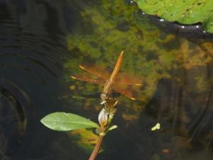 黃翅蜻  (褐斑蜻蜓)