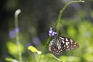 淡紋青斑蝶