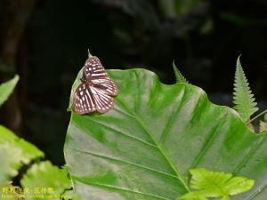 白條斑蔭蝶