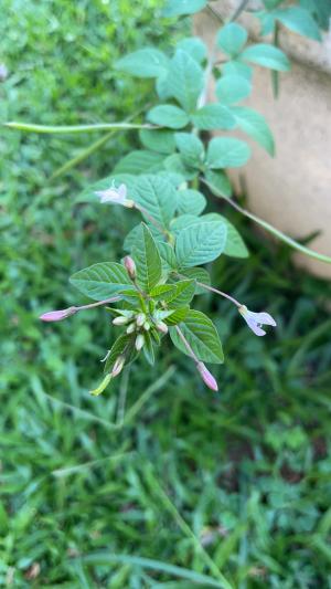 皺子白花菜