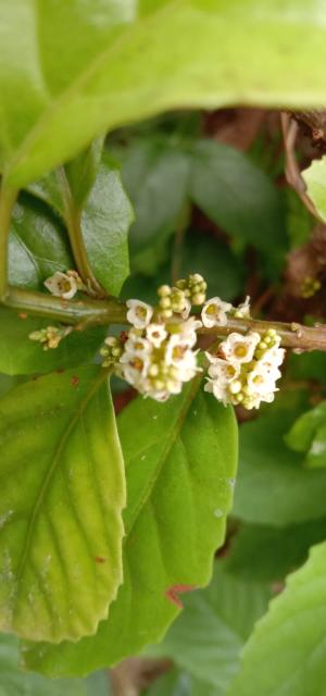 臺灣山桂花