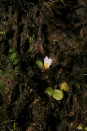 圓葉挖耳草-Lentibulariaceae狸藻科-狸藻屬-Utricularia striatula-20081027嘉義-阿里山-奮起湖-大凍山步道-雙子葉-IMG_1665