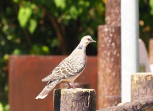 金背鳩