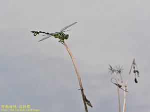 細鉤春蜓