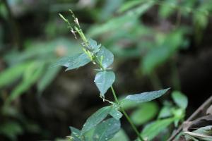 鐘花草 (鐘刺草)