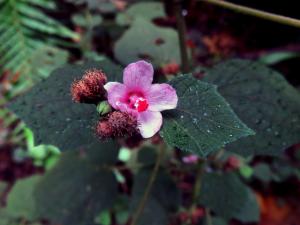 地桃花 (肖梵天花)