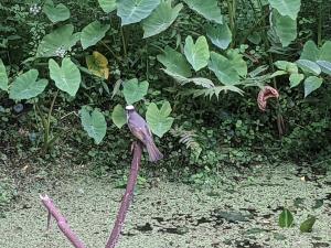 白頭翁(台灣亞種)