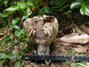 Russula nigricans(稀褶黑紅菇)