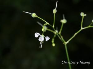 毛果竹葉菜