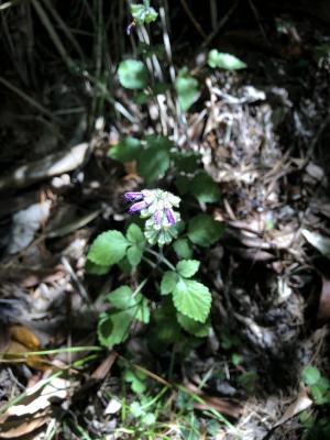 臺灣紫花鼠尾草