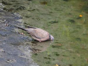 珠頸斑鳩(指名亞種)