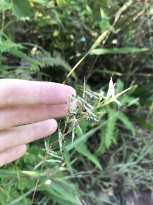 野香茅（海南植物志）