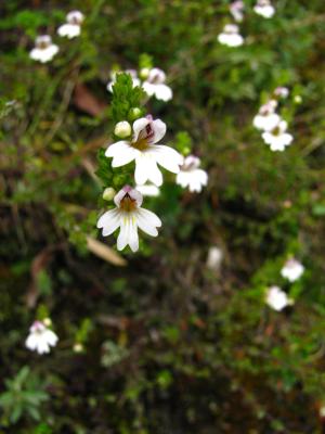 玉山小米草