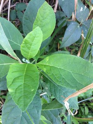 南非葉 (扁桃斑鳩菊)