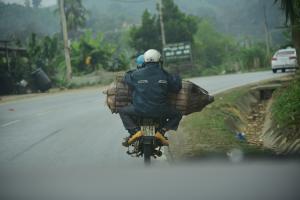 用摩托車載一頭豬