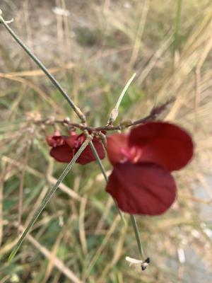 大翼豆 (長序菜豆)