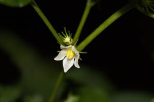 雙花龍葵