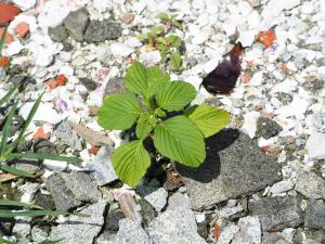 凹葉野莧菜