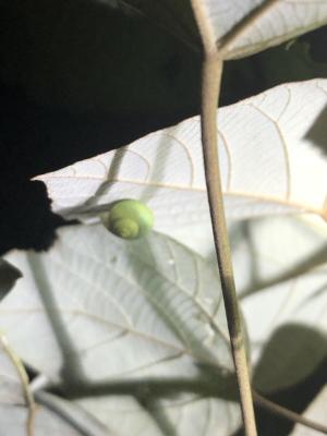 台灣青山蝸牛