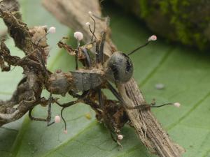 Ophiocordyceps buquetii(捧束蛇形蟲草)