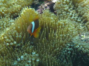 白條雙鋸魚