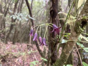 紫花野木瓜