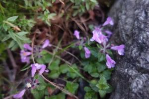 疏花風輪菜