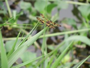 斑麗翅蜻