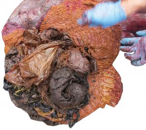 鯨豚胃內容物中的人造廢棄物