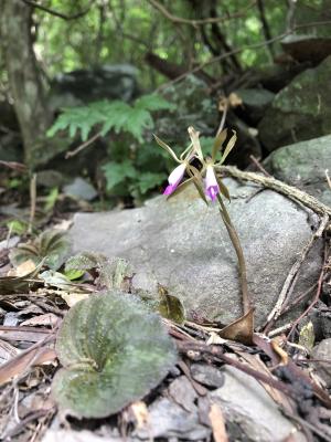 紫花脈葉蘭