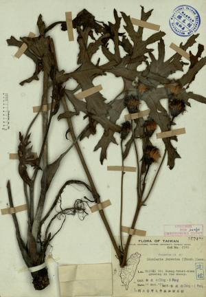 Ligularia japonica (Thunb.) Less._標本_BRCM 3910