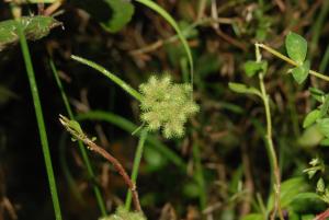 毛三稜-Cyperaceae莎草科-飄拂草屬-Fuirena ciliaris-20081029嘉義-彌陀溼地-小胖-單子葉-DSC_2573