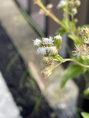 勝紅薊 (藿香薊)