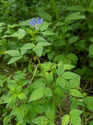 皺子白花菜