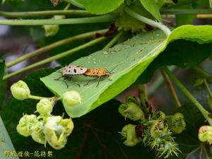 角盾蝽 (黃盾背椿象)