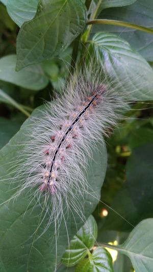 閃光苔蛾