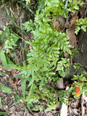 劍葉鳳尾蕨 (箭葉鳳尾蕨)