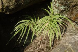 井欄邊草 (鳳尾蕨)