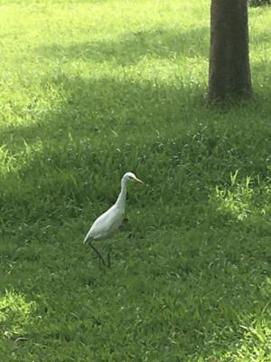 黃頭鷺