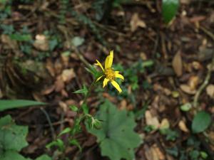 臺灣山菊