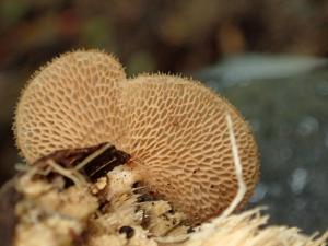 Echinochaete maximipora(大孔刺剛毛狀菌)