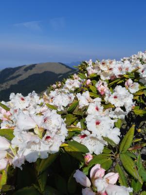 玉山杜鵑