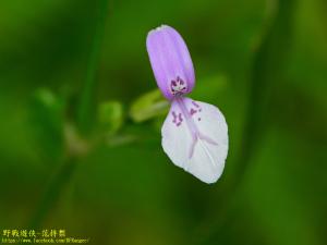 九頭獅子草