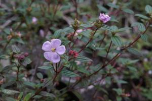 糙葉耳藥花