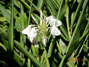 野薑花