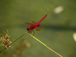 紫紅蜻蜓