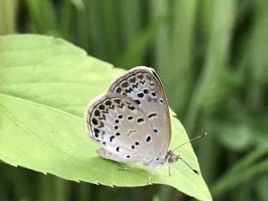 沖繩小灰蝶