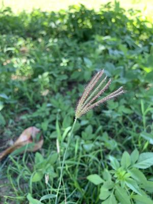 虎尾草、刺虎尾草、孟仁草